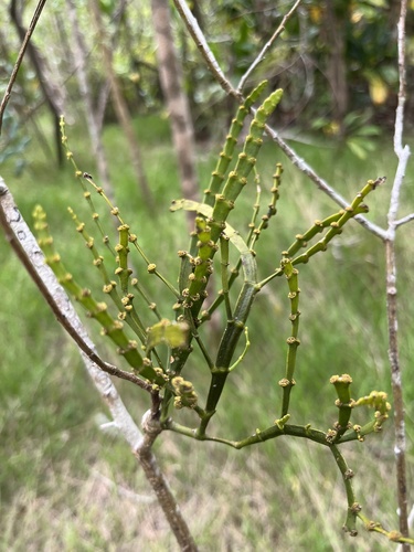 Korthalsella complanata observed 2023-10-02