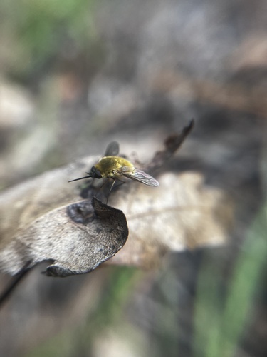 Systoechus solitus photo 3