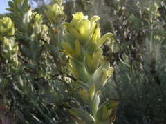 Castilleja hololeuca