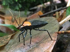 Rhiginia immarginata