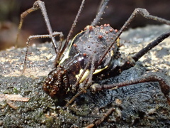 Gonyleptoidea