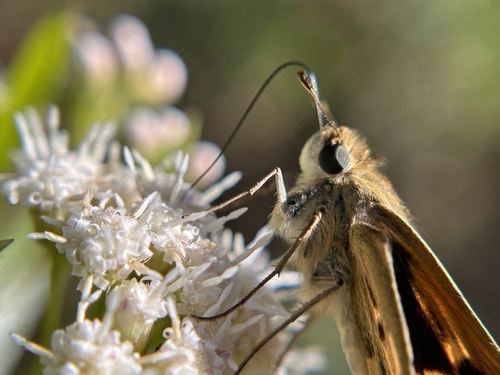 iNaturalist observation photo of Fiery Skipper