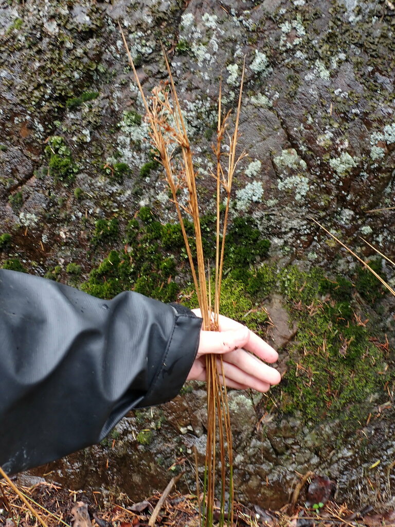 Cut Rushes rushes from qathet Regional District, BC, Canada on May 5, 2023 at 02: ...