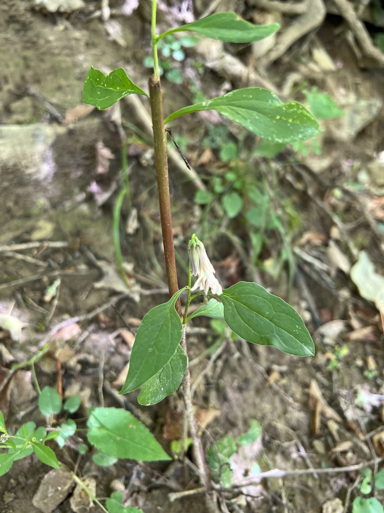 white rattlesnake root in September 2023 by rbartgis · iNaturalist