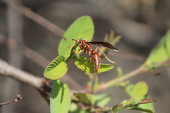 Polistes oculatus