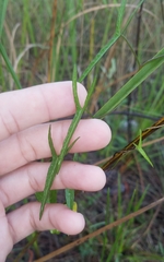 Ipomoea sagittata