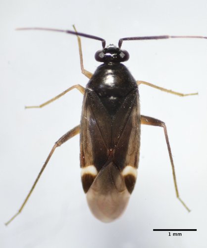 Tuxedo flavicollis