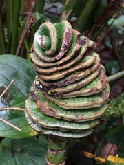 Cyclanthus bipartitus