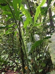 Cyclanthus bipartitus