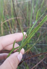 Ipomoea sagittata