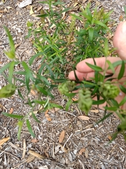 Yeatesia platystegia