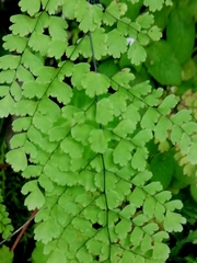 Adiantum concinnum image