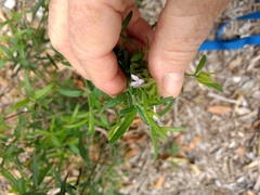 Yeatesia platystegia
