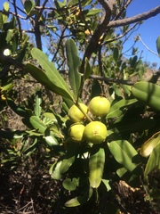 Hyaenanche globosa
