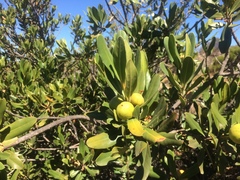 Hyaenanche globosa