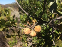 Hyaenanche globosa