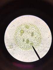 Volvox aureus