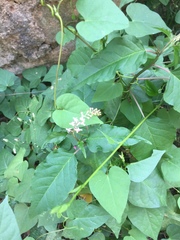 Rivina humilis