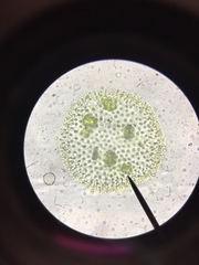 Volvox aureus