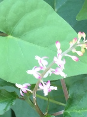 Rivina humilis