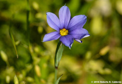 Sisyrinchium chilense