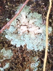 Fungi