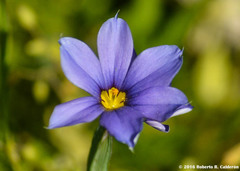 Sisyrinchium chilense