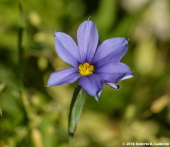 Sisyrinchium chilense