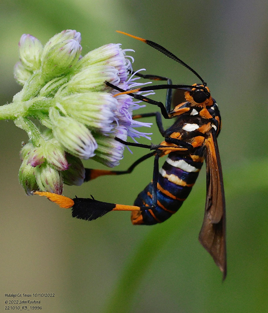 Texas Wasp Moth