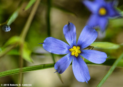 Sisyrinchium chilense