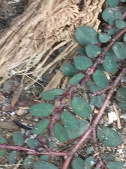 Euphorbia prostrata