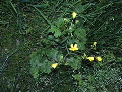 Ranunculus velutinus