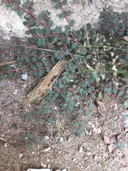 Euphorbia prostrata