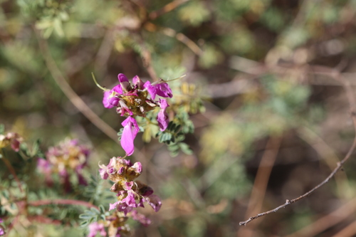 Image of Dalea frutescens by no rights reserved