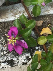 Heterotis rotundifolia