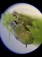 Aphis spiraecola