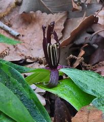 Trillium gracile