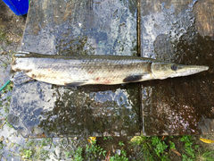 Atractosteus tropicus