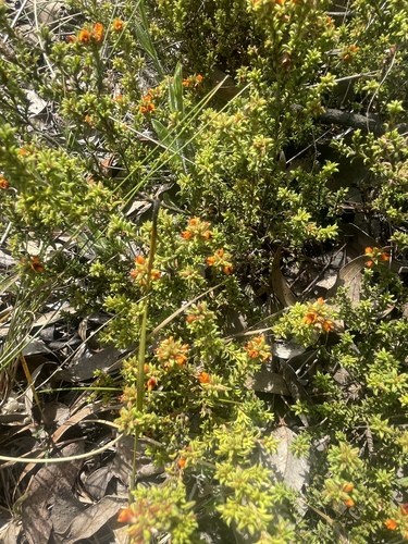 Image of Pultenaea procumbens by (c) Michael Fox, some rights reserved (CC BY)