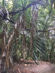 Arecaceae