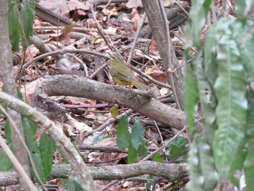Two-banded Warbler (Myiothlypis bivittata), photo 7
