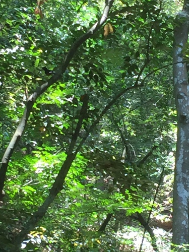 Copsychus leggei