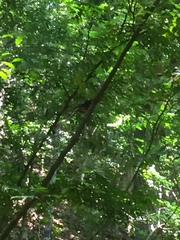 Copsychus malabaricus