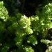 San Miguel Island Bedstraw - Photo (c) Adam J. Searcy, some rights reserved (CC BY), uploaded by Adam J. Searcy