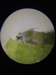 Aphis spiraecola