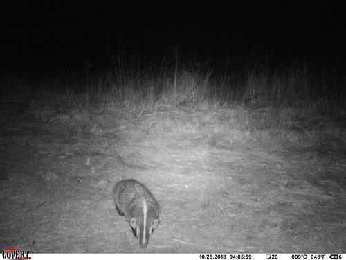 iNaturalist observation photo of American Badger