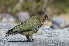 Kea photo 2