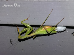 Miomantis caffra