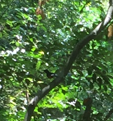 Copsychus malabaricus