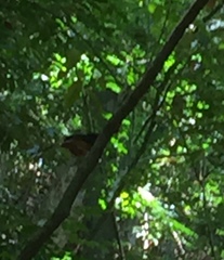 Copsychus malabaricus